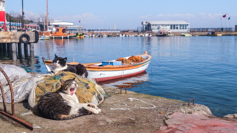 Cats of Istanbul:  Meeting the Furry Locals of the City